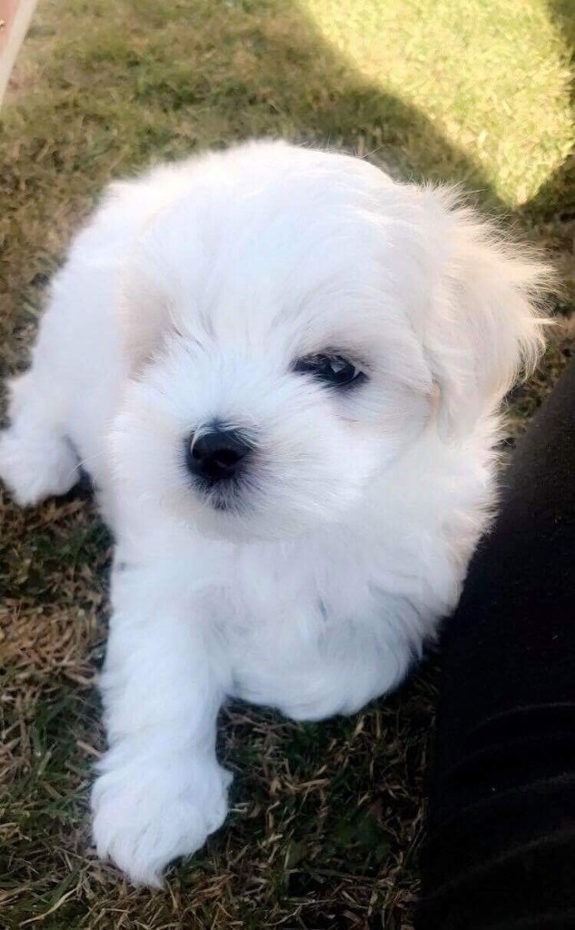 gumtree maltese